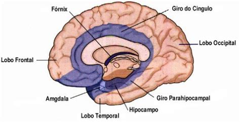 Giro Do Cingulo