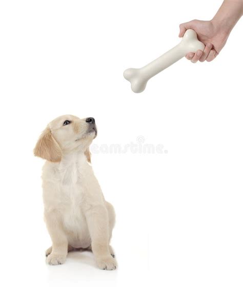 Give A Dog A Bone