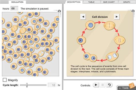 Gizmo Cell Division
