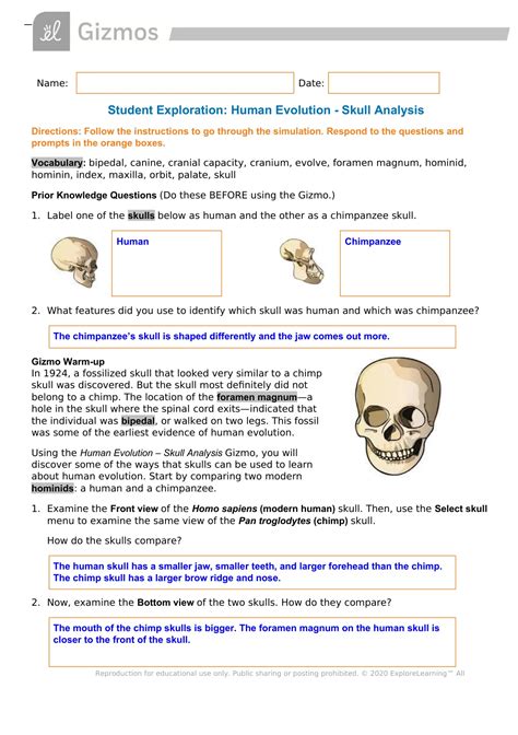 Gizmo Human Evolution Skull Analysis