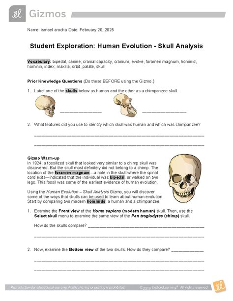 Gizmos Human Evolution Skull Analysis Answers