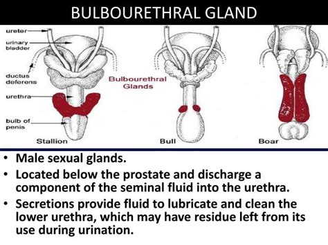 glandula bulbourethralis