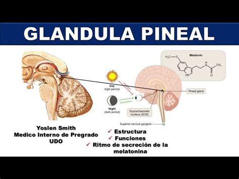 Glandula Pineal Funcion