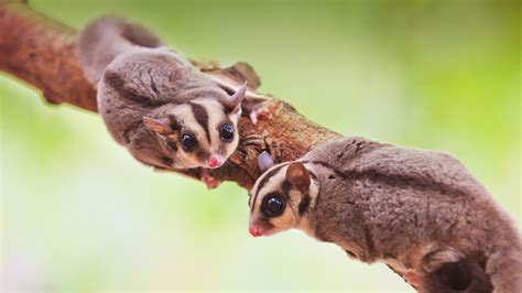 Glider Sugar Glider