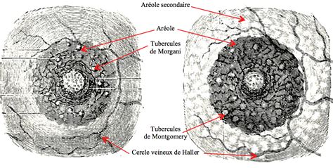 Glândulas De Montgomery