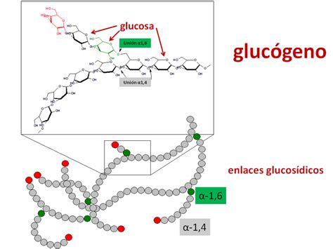 glucogeno