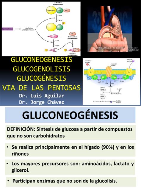 glucogenolisis - recipiente
