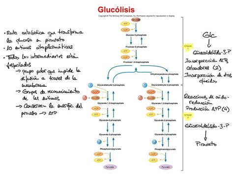 Gluconeogenesis Y Glucogenolisis