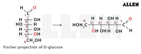 Glucose Fischer Projection