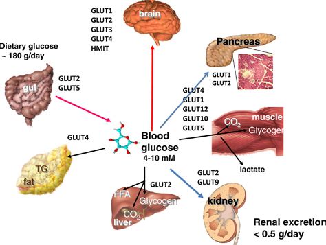 Glut Liver