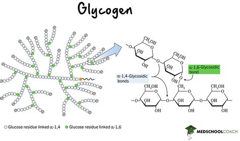 Glycogen Is