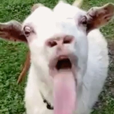 Goat lick gif