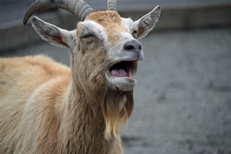 goat singing