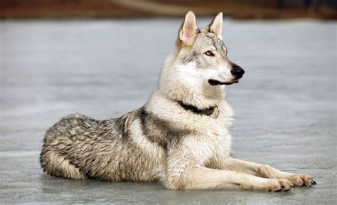 gold wolf dog