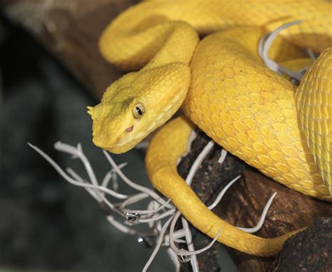 Golden Lancehead Snake
