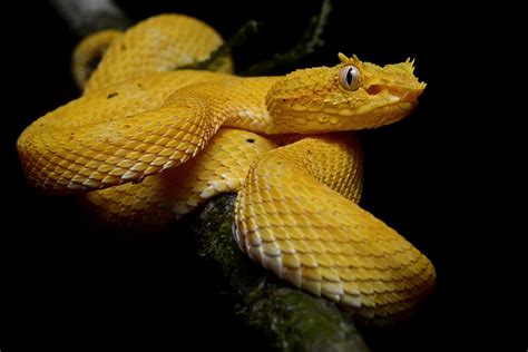 Golden Lancehead Viper