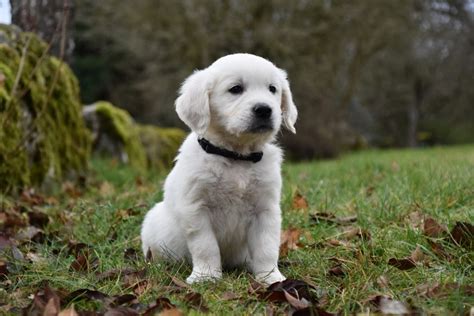 golden retriever welpen aktuell