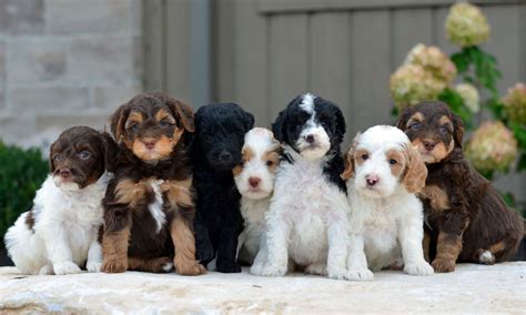 goldendoodle colors