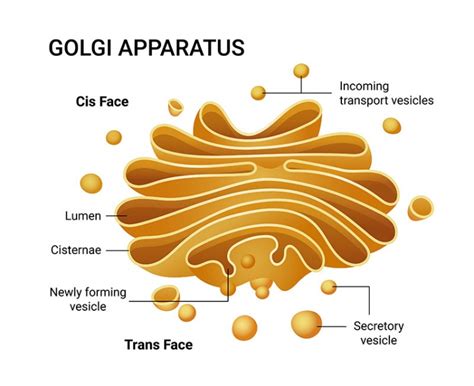Golgi Apparat
