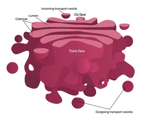 Golgi Apparatus Structure And Function