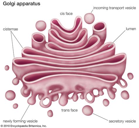 Golgi Complex Function
