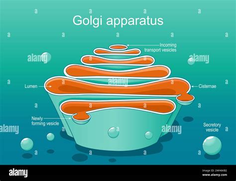Golgi Complex Structure