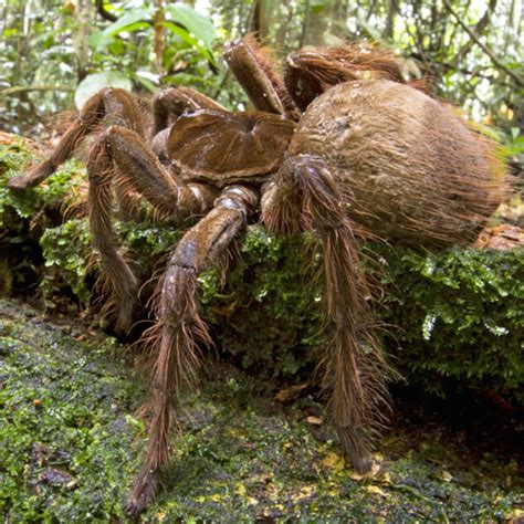 Goliath Birdeater The Biggest Spider In The World Spider Science - Spider Science