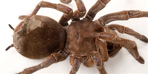 Goliath Eating Spider