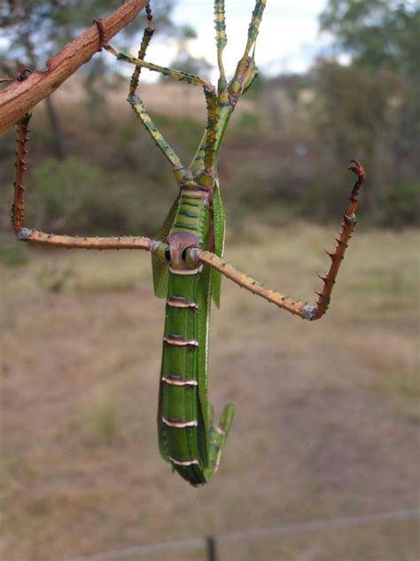Goliath Stick Insect