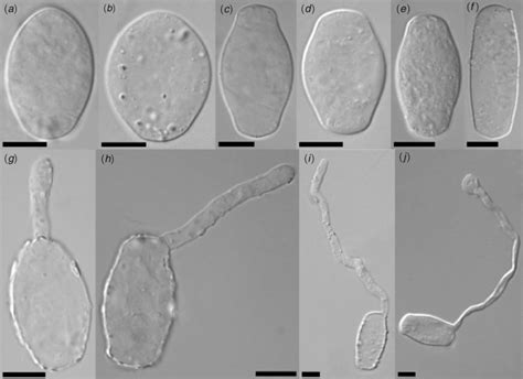 Golovinomyces Spp