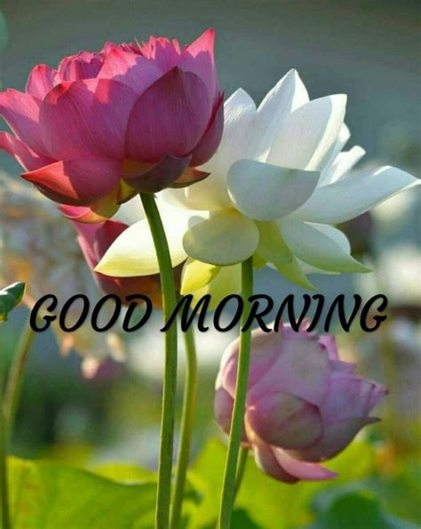 good morning flower images