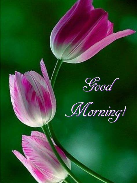 Good Morning Flowers Wishes Quotes And Greetings Good Good Morning With Flowers Quotes - Good Morning With Flowers Quotes