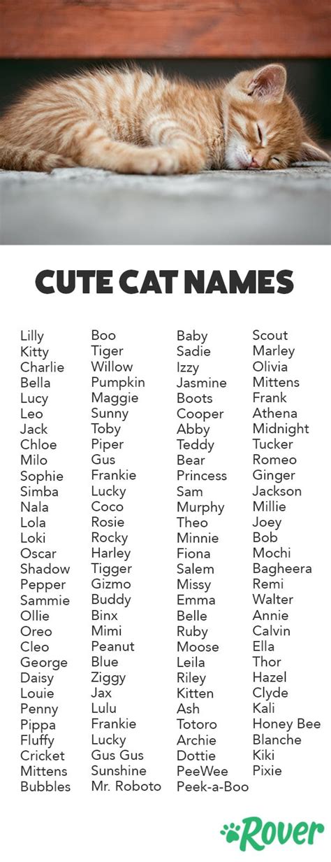 good tabby cat names girl