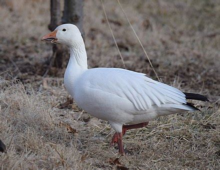 goose - Wiktionary