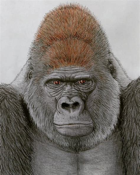 gorilla face drawing