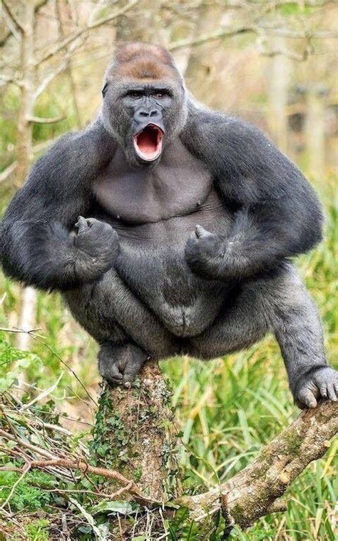 Gorilla hairy tmblr