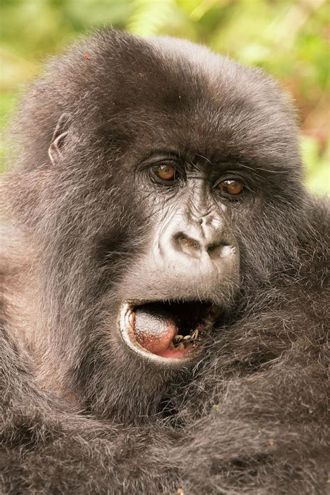 Gorilla Mouth