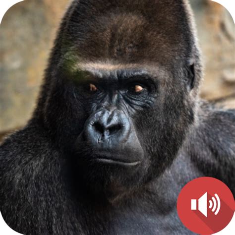 Gorilla Sounds Name