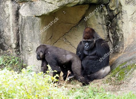 gorillas uurloon