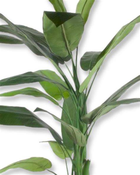 grön  planta  tillsammans med  vassa blad