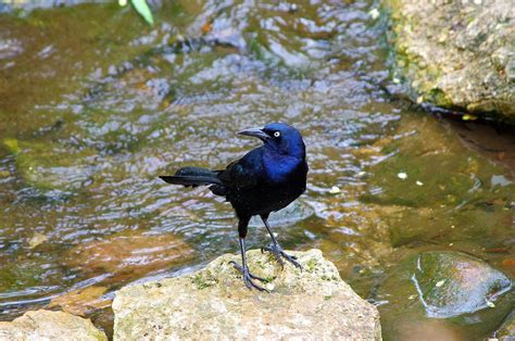 grackle texas