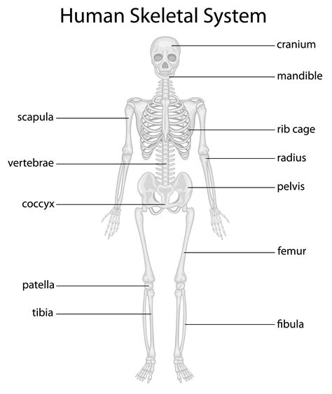 Grade 1 Skeletal System Artwork Merrymount Elementary School Skeletal System For 5th Grade - Skeletal System For 5th Grade