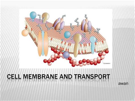 Grade 11 Cell Membran And Transport Ppt Slideshare 11 Grade Cell Membrane Worksheet - 11 Grade Cell Membrane Worksheet