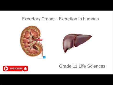 Grade 11 Excretion