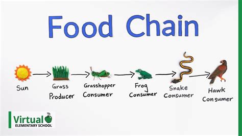 Grade 4 Science How Do Food Chains Work Food Chain Activities 4th Grade - Food Chain Activities 4th Grade