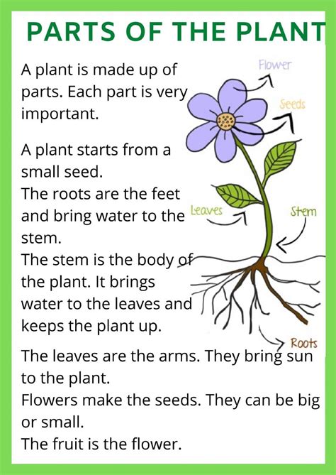 Grade 4 Science Parts Of A Flower Diagram 4th Grade Parts Of A Flower - 4th Grade Parts Of A Flower