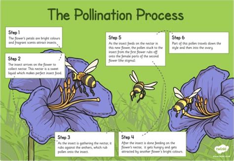 Grade 7 On Pollination Worksheets Learny Kids Pollination Worksheet 7th Grade - Pollination Worksheet 7th Grade
