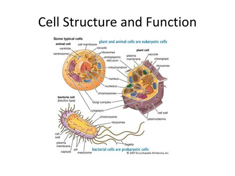 Grade 8 Cell Structure And Functions Worksheets Science Cells Worksheets - Science Cells Worksheets