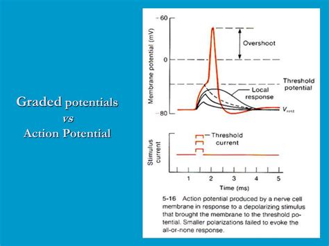 Graded Vs Action Potential