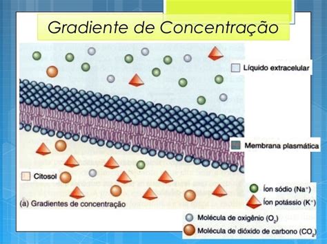 Gradiente De Concentracao